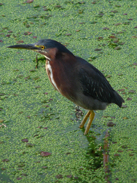 Green-Cay-Wetlands-Boynton-Beach-FL-017