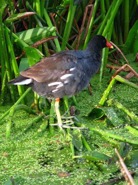 Green-Cay-Wetlands-Boynton-Beach-FL-018