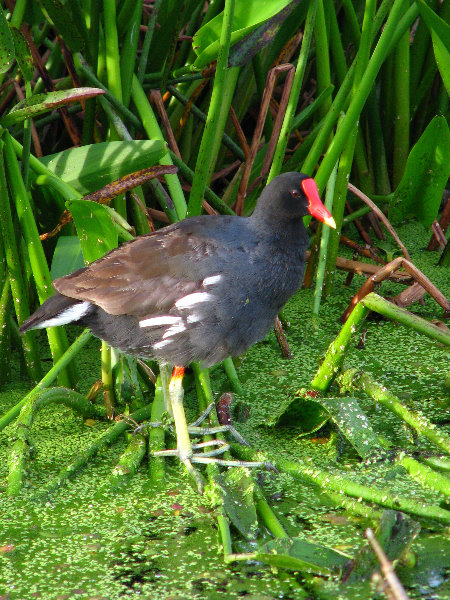 Green-Cay-Wetlands-Boynton-Beach-FL-019