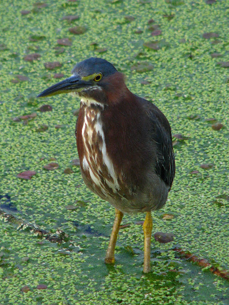 Green-Cay-Wetlands-Boynton-Beach-FL-020
