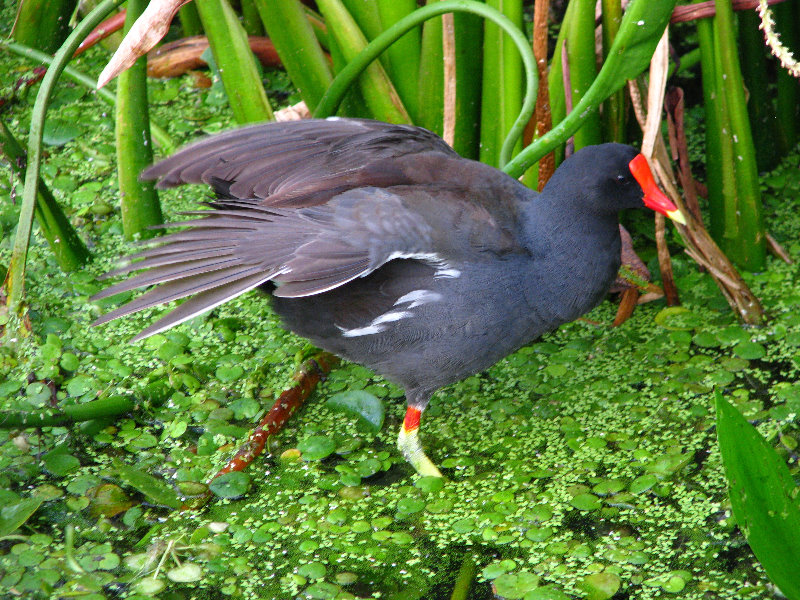 Green-Cay-Wetlands-Boynton-Beach-FL-022