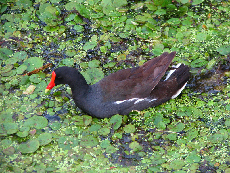Green-Cay-Wetlands-Boynton-Beach-FL-023