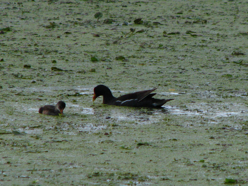 Green-Cay-Wetlands-Boynton-Beach-FL-024