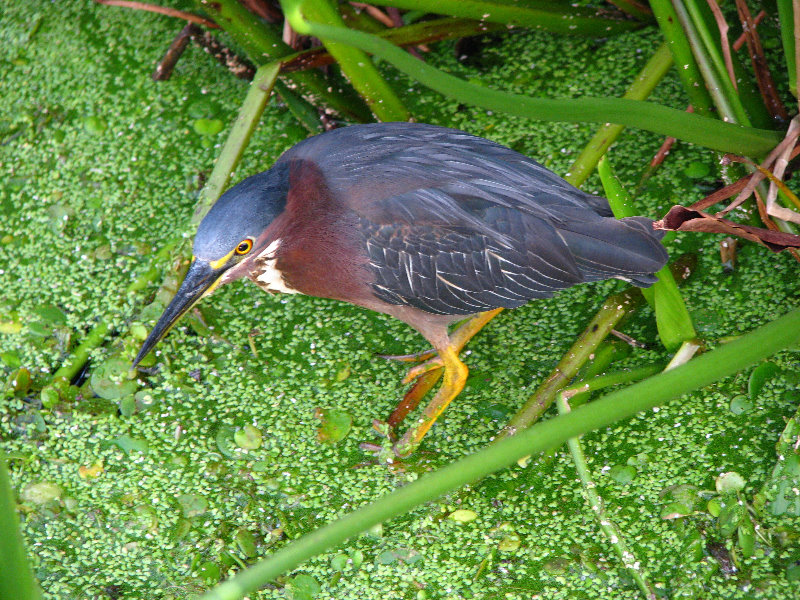 Green-Cay-Wetlands-Boynton-Beach-FL-025