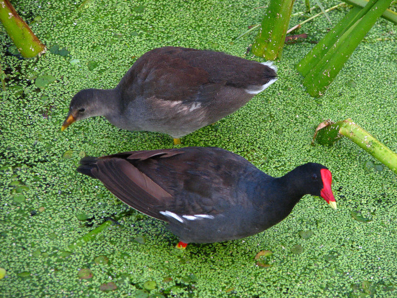 Green-Cay-Wetlands-Boynton-Beach-FL-026