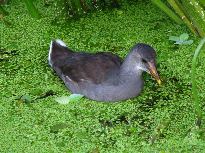 Green-Cay-Wetlands-Boynton-Beach-FL-027