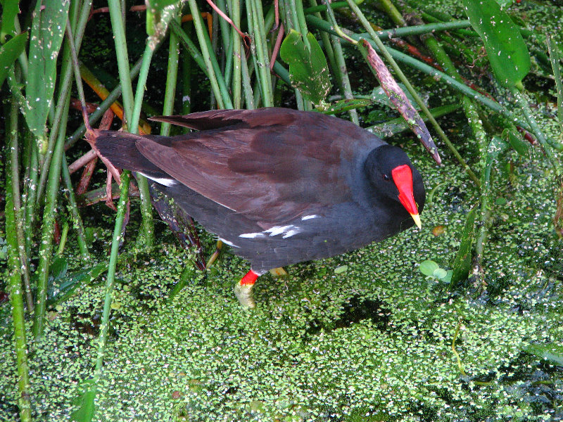 Green-Cay-Wetlands-Boynton-Beach-FL-030