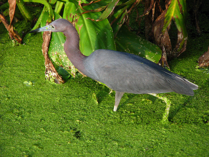 Green-Cay-Wetlands-Boynton-Beach-FL-033