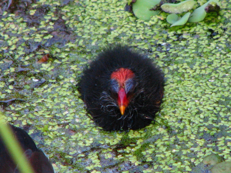 Green-Cay-Wetlands-Boynton-Beach-FL-035