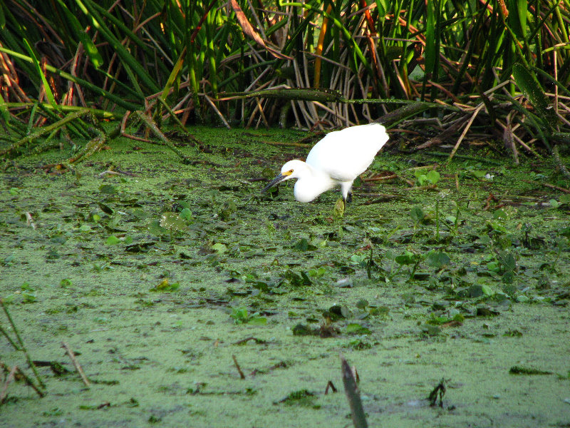 Green-Cay-Wetlands-Boynton-Beach-FL-036