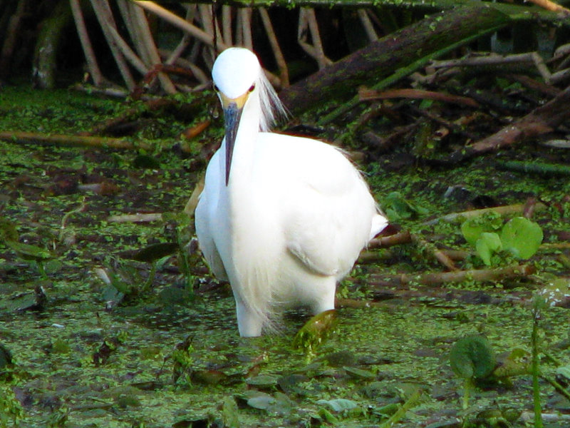 Green-Cay-Wetlands-Boynton-Beach-FL-037