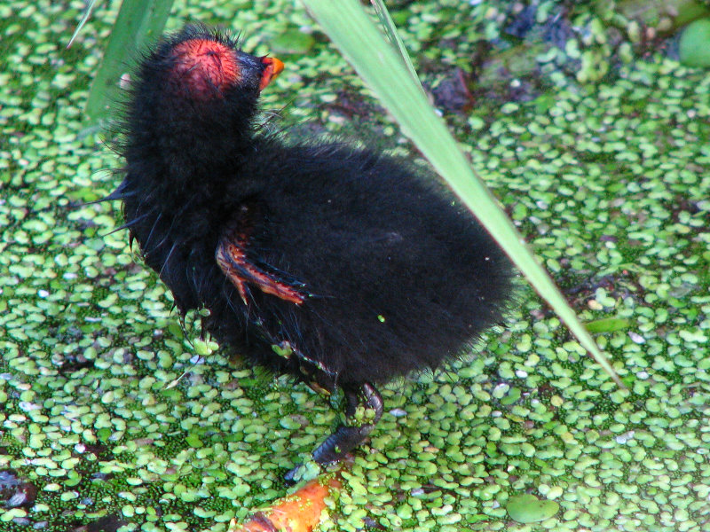 Green-Cay-Wetlands-Boynton-Beach-FL-038