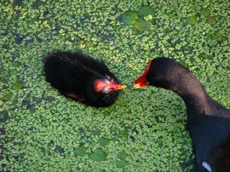 Green-Cay-Wetlands-Boynton-Beach-FL-039