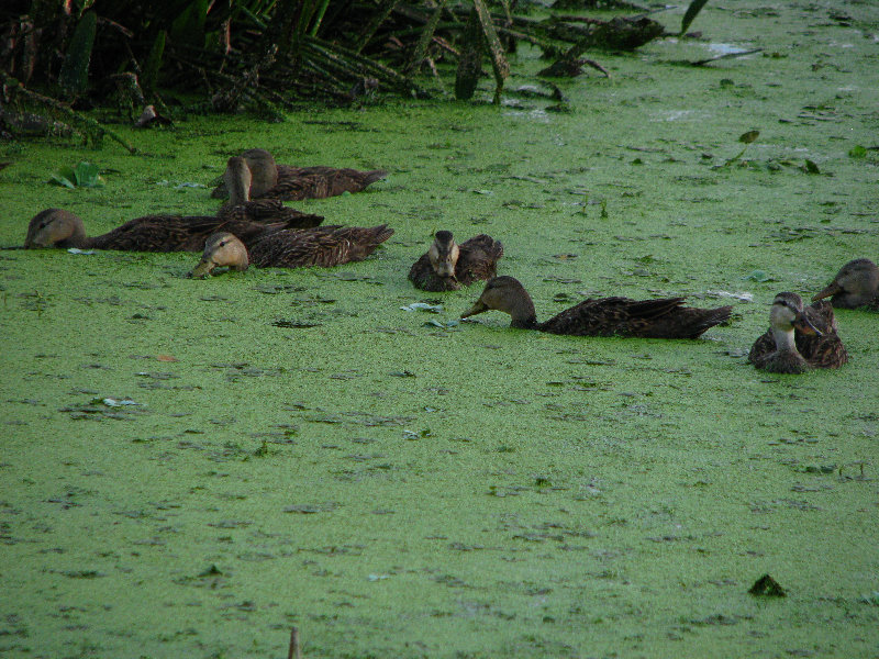 Green-Cay-Wetlands-Boynton-Beach-FL-041