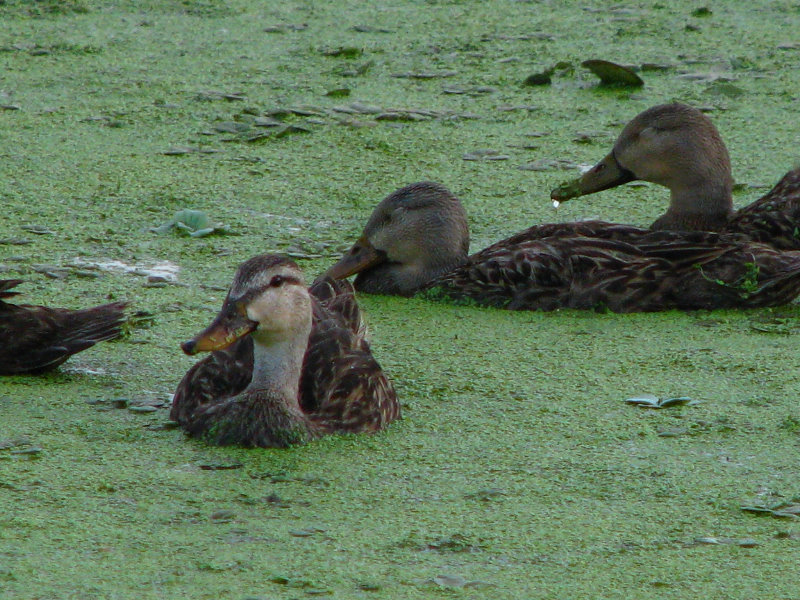 Green-Cay-Wetlands-Boynton-Beach-FL-042