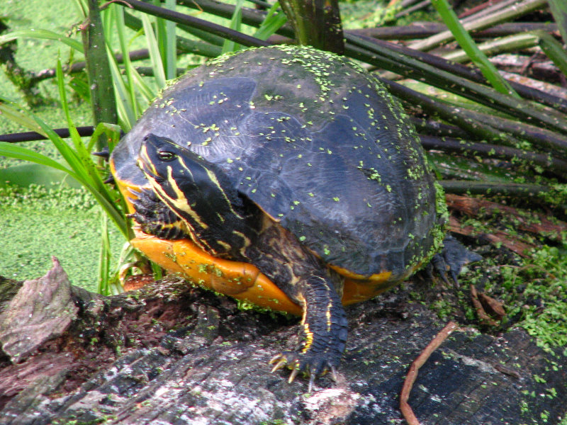 Green-Cay-Wetlands-Boynton-Beach-FL-043