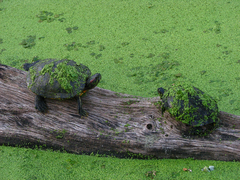 Green-Cay-Wetlands-Boynton-Beach-FL-044