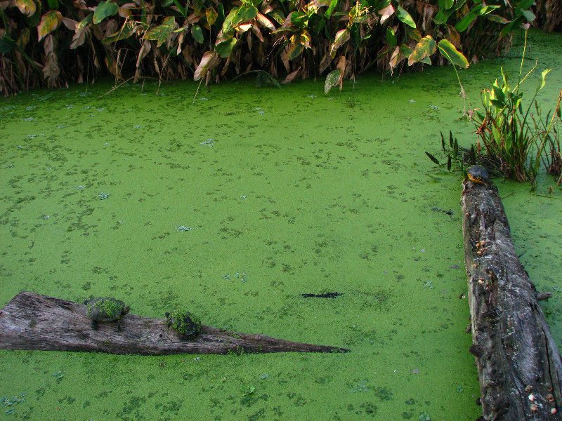 Green-Cay-Wetlands-Boynton-Beach-FL-045