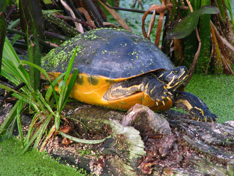 Green-Cay-Wetlands-Boynton-Beach-FL-046