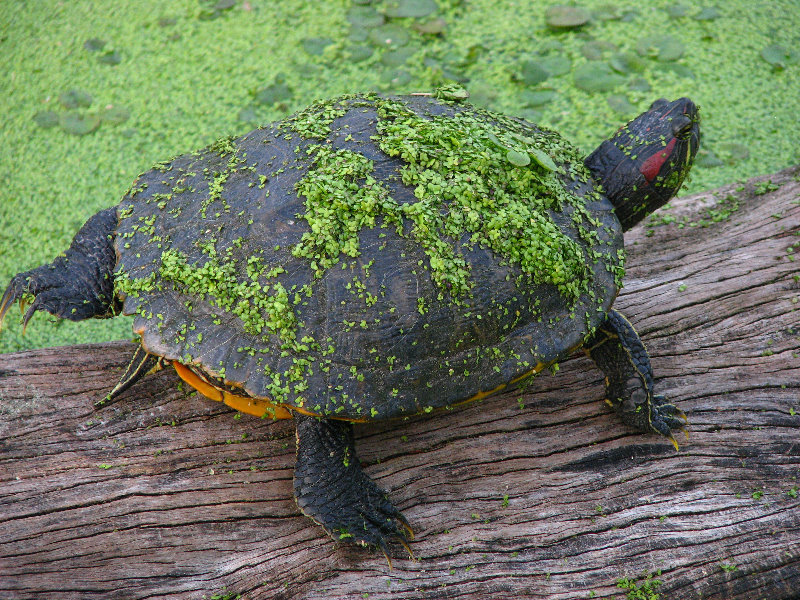 Green-Cay-Wetlands-Boynton-Beach-FL-047