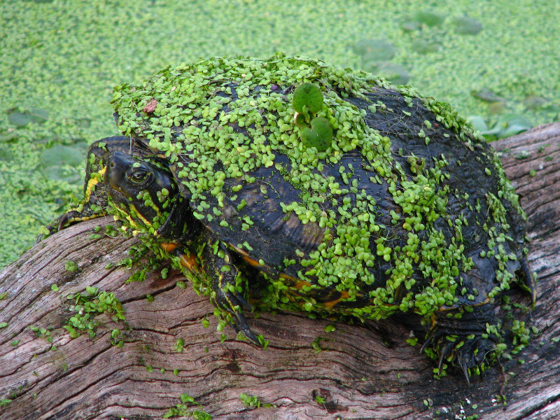 Green-Cay-Wetlands-Boynton-Beach-FL-048