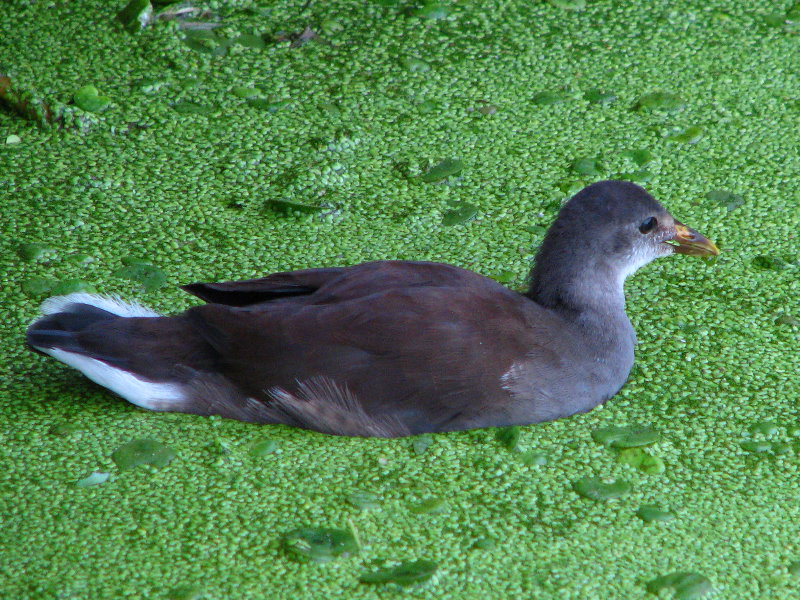 Green-Cay-Wetlands-Boynton-Beach-FL-049