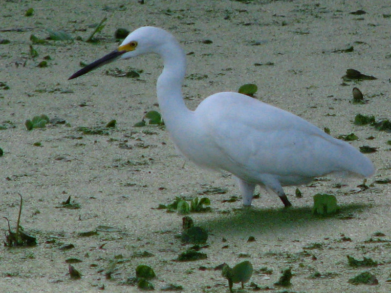 Green-Cay-Wetlands-Boynton-Beach-FL-054