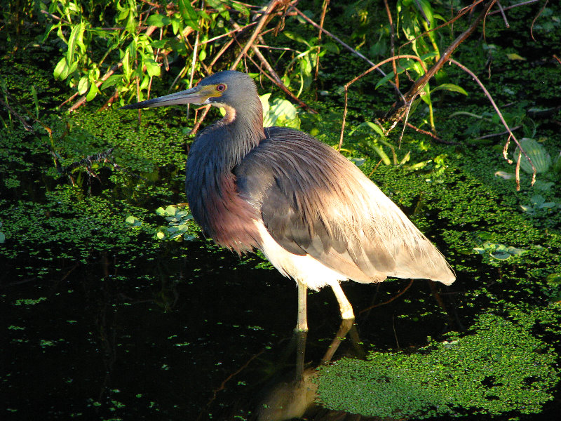 Green-Cay-Wetlands-Boynton-Beach-FL-056