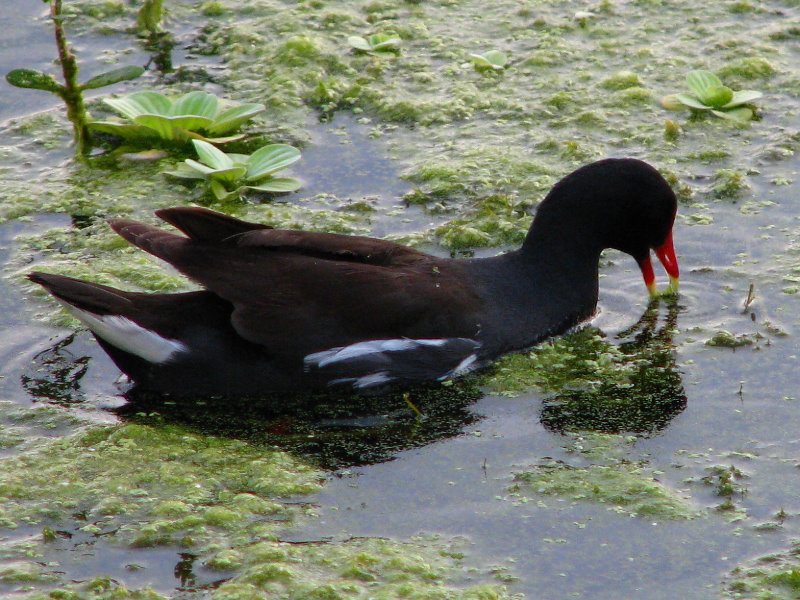 Green-Cay-Wetlands-Boynton-Beach-FL-058