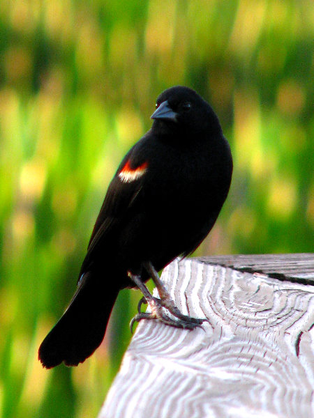 Green-Cay-Wetlands-Boynton-Beach-FL-061