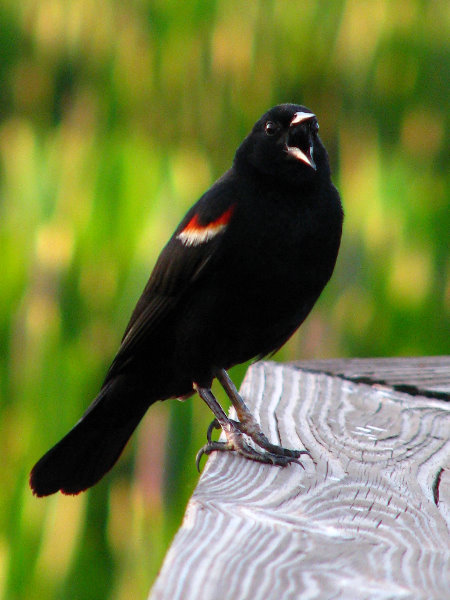 Green-Cay-Wetlands-Boynton-Beach-FL-062