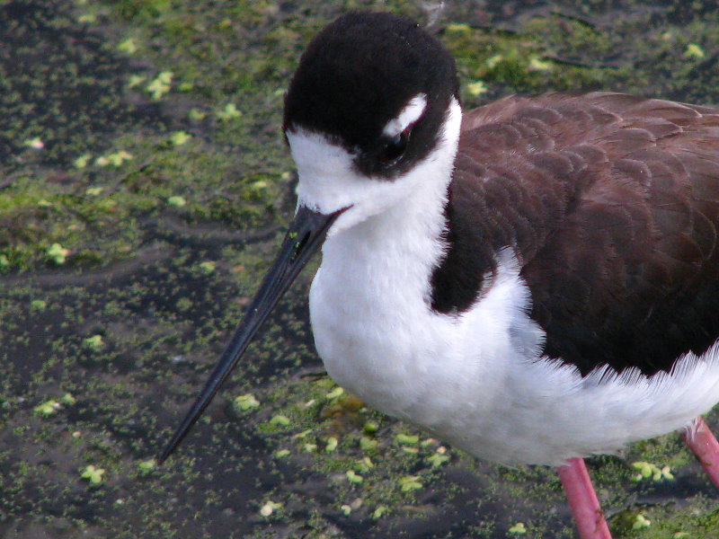 Green-Cay-Wetlands-Boynton-Beach-FL-065