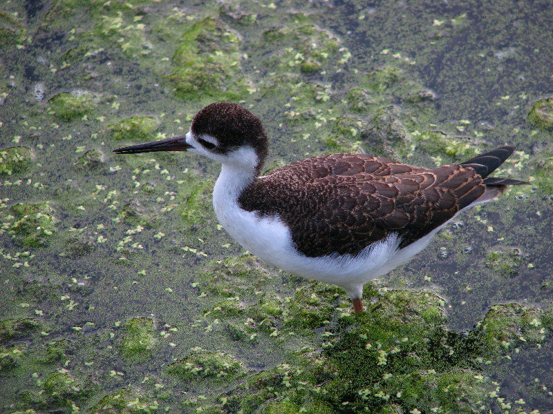 Green-Cay-Wetlands-Boynton-Beach-FL-066
