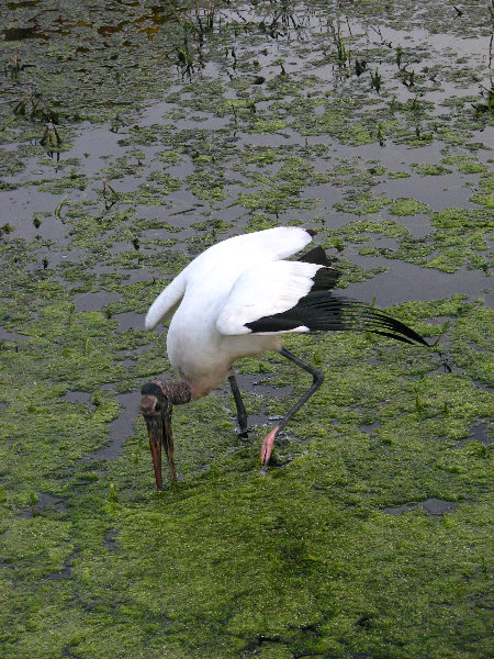 Green-Cay-Wetlands-Boynton-Beach-FL-067