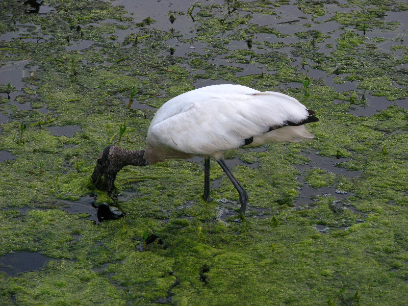 Green-Cay-Wetlands-Boynton-Beach-FL-068