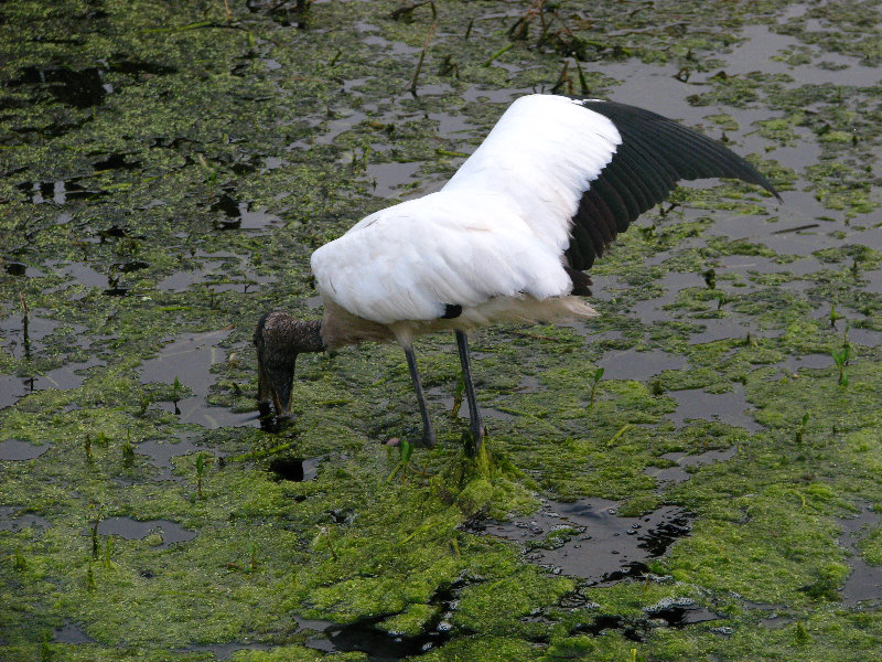Green-Cay-Wetlands-Boynton-Beach-FL-069