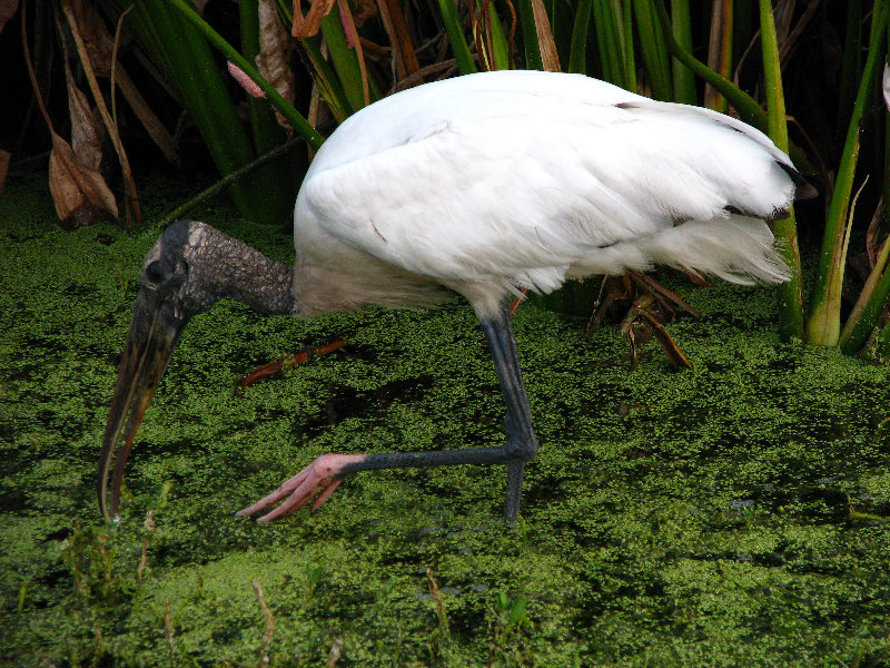 Green-Cay-Wetlands-Boynton-Beach-FL-070
