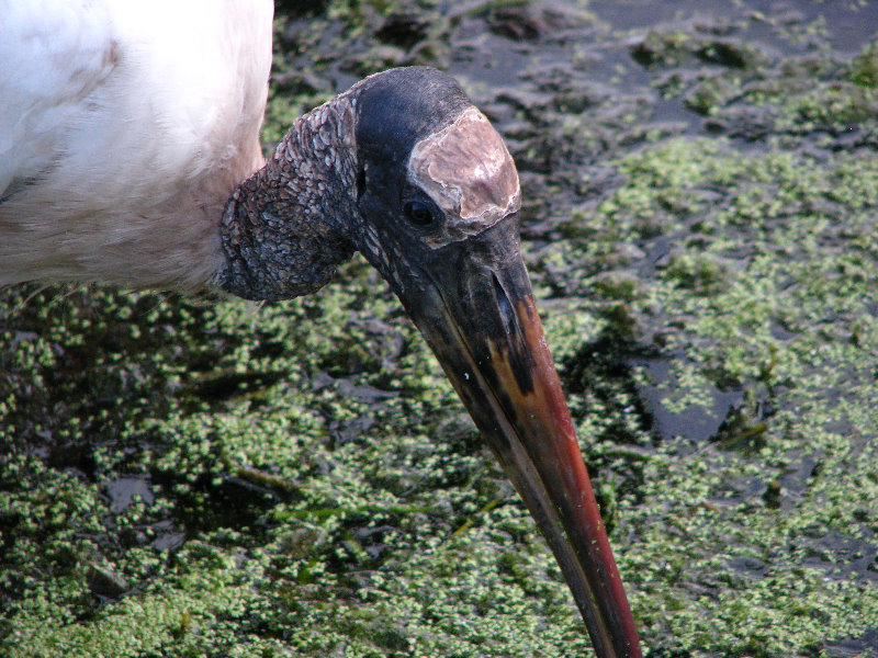 Green-Cay-Wetlands-Boynton-Beach-FL-071
