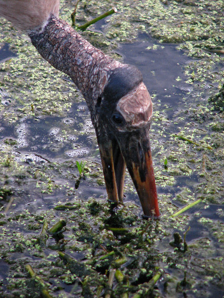 Green-Cay-Wetlands-Boynton-Beach-FL-072