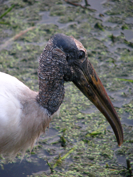 Green-Cay-Wetlands-Boynton-Beach-FL-073