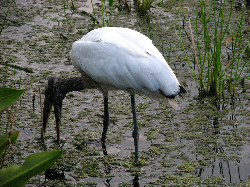 Green-Cay-Wetlands-Boynton-Beach-FL-074
