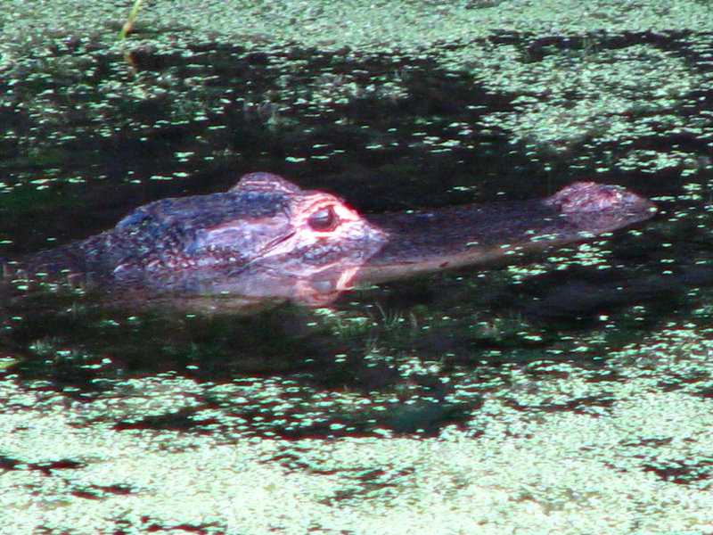 Green-Cay-Wetlands-Boynton-Beach-FL-076