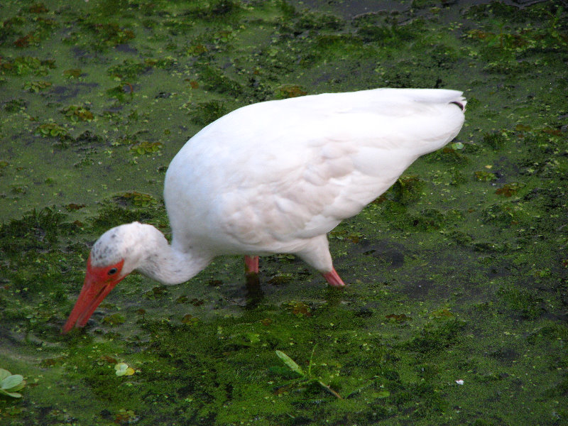 Green-Cay-Wetlands-Boynton-Beach-FL-078