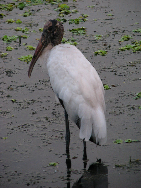 Green-Cay-Wetlands-Boynton-Beach-FL-079