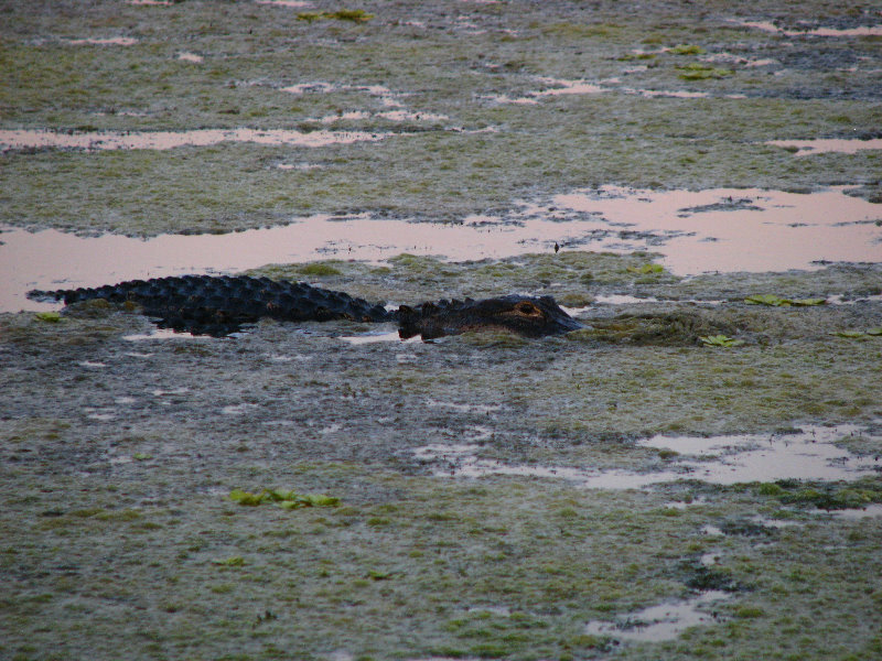 Green-Cay-Wetlands-Boynton-Beach-FL-080