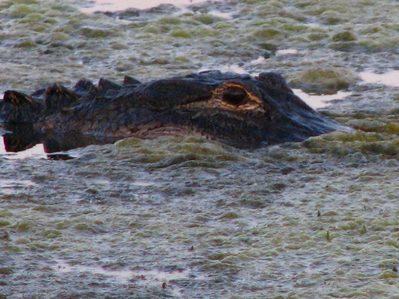 Green-Cay-Wetlands-Boynton-Beach-FL-081