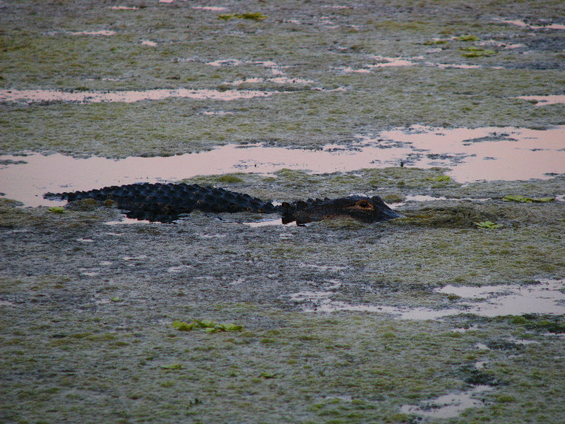 Green-Cay-Wetlands-Boynton-Beach-FL-082