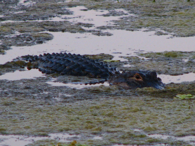 Green-Cay-Wetlands-Boynton-Beach-FL-083