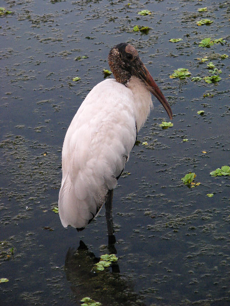 Green-Cay-Wetlands-Boynton-Beach-FL-084