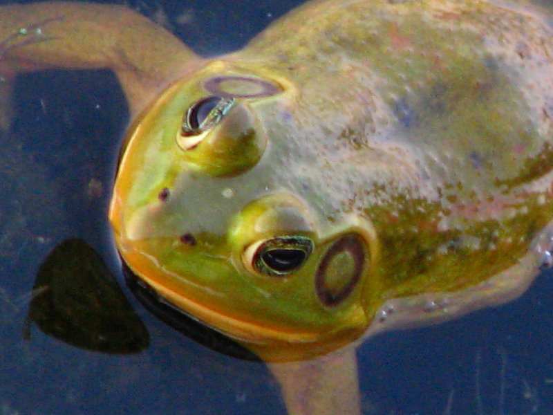 Green-Cay-Wetlands-Boynton-Beach-FL-085